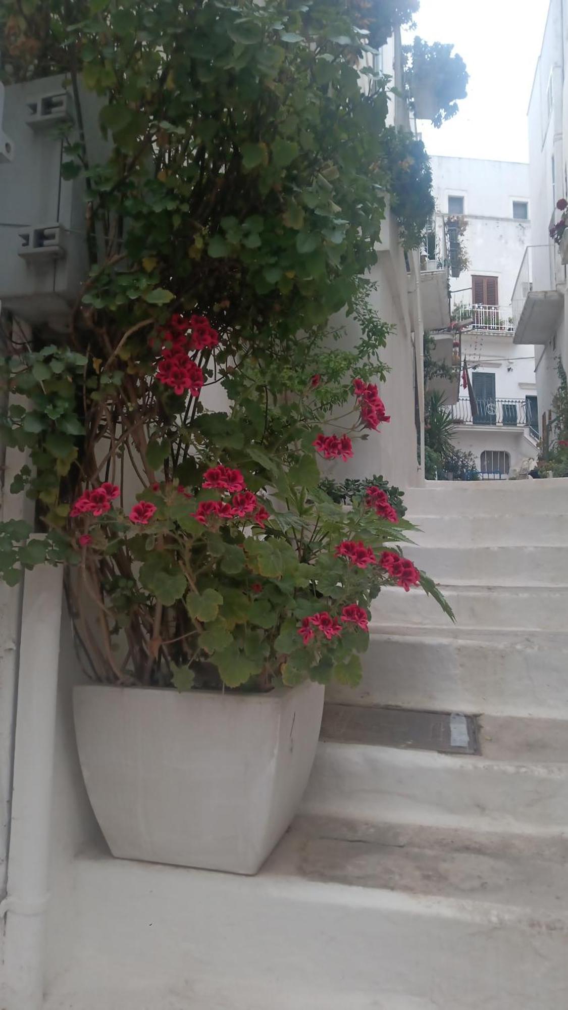 La Chicca Di C.Cavour Hotel Ostuni Bagian luar foto